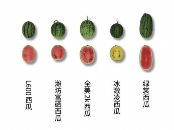 西瓜品牌取名字技巧和方法 西瓜品牌取名字技巧和方法