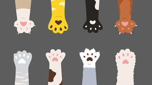 宠物取名要简洁 宠物取名要简洁