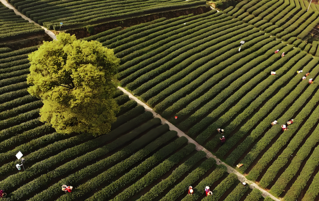 茶品牌起名-茶场采茶俯视图 茶品牌起名-茶场采茶俯视图